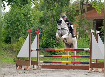 Tori, Caballo castrado, 15 años, 175 cm, Tordo