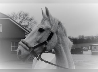 Tori, Caballo castrado, 15 años, 175 cm, Tordo