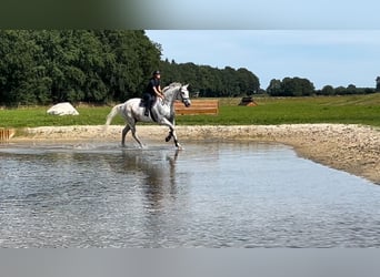 Tori, Caballo castrado, 15 años, 175 cm, Tordo