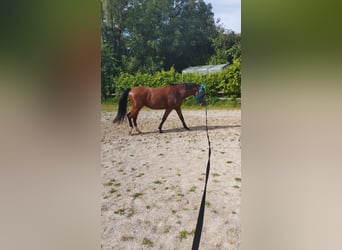 Tori, Caballo castrado, 6 años, 155 cm, Castaño