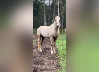 Tori, Castrone, 4 Anni, 158 cm, Cremello