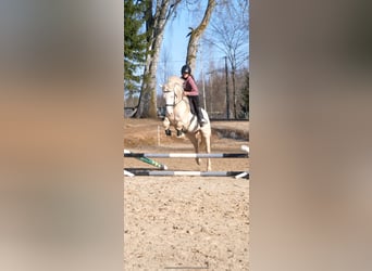 Tori, Castrone, 6 Anni, 158 cm, Cremello