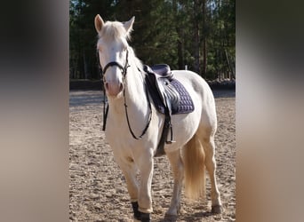 Tori, Castrone, 6 Anni, 158 cm, Cremello