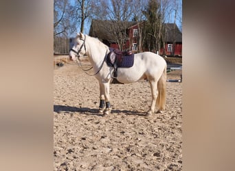Tori, Castrone, 6 Anni, 158 cm, Cremello