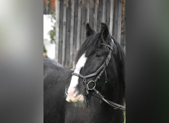 Tori, Gelding, 4 years, 15 hh, Black