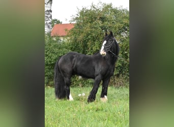 Tori, Gelding, 4 years, 15 hh, Black