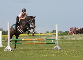 Tori, Jument, 5 Ans, 170 cm, Gris pommelé