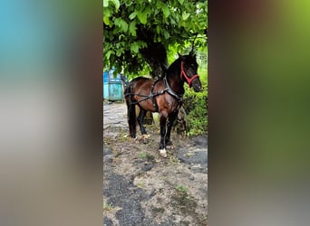 Tori Mix, Mare, 4 years, 15.2 hh, Black Tori Mix, Mare, 4 years, 15.2 hh, Black