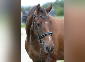 Tori Mix, Mare, 4 years, 16.1 hh, Chestnut