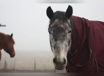 Tori, Mare, 5 years, 16,1 hh, Gray-Dapple