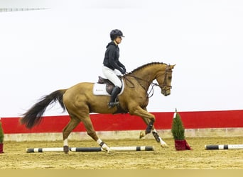 Tori, Ruin, 3 Jaar, 165 cm, Donkere-vos