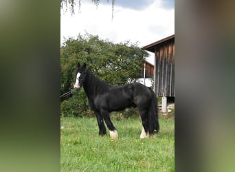 Tori, Ruin, 4 Jaar, 154 cm, Zwart