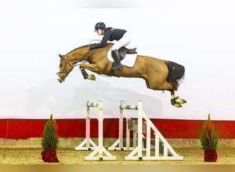 Tori, Ruin, 4 Jaar, 165 cm, Donkere-vos