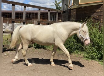 Tori, Stallion, 4 years, 14,3 hh, Cremello