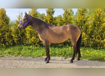 Tori Mix, Stute, 10 Jahre, 150 cm, Buckskin
