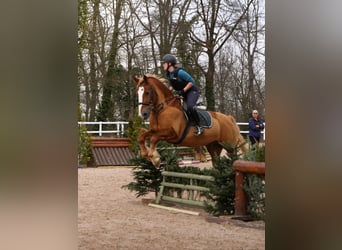 Tori, Wallach, 12 Jahre, 164 cm, Fuchs