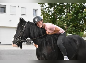 Tori, Wallach, 4 Jahre, 154 cm, Rappe