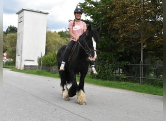 Tori, Wallach, 4 Jahre, 154 cm, Rappe