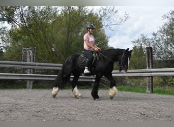 Tori, Wallach, 4 Jahre, 154 cm, Rappe