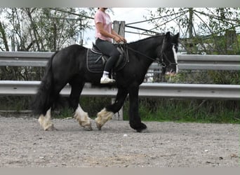 Tori, Wallach, 4 Jahre, 154 cm, Rappe