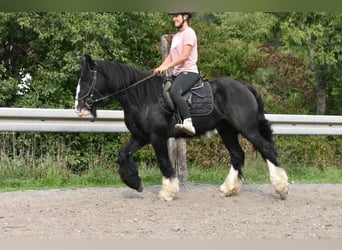 Tori, Wallach, 4 Jahre, 154 cm, Rappe