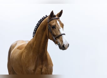 Tori, Wallach, 4 Jahre, 165 cm, Dunkelfuchs