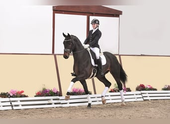 Oldenburg, Stallion, 6 years, 16.3 hh, Smoky-Black