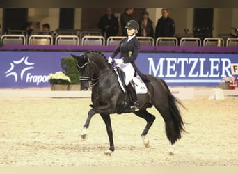 Oldenburg, Stallion, 12 years, 16.1 hh, Black