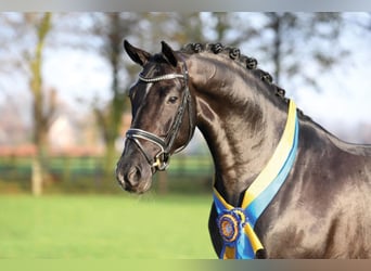 Oldenburg, Stallone, 14 Anni, 168 cm, Morello