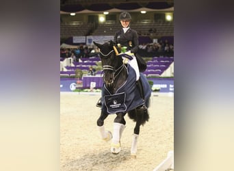 Oldenburger, Hengst, 13 Jahre, 168 cm, Rappe