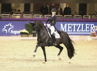 Oldenburger, Hengst, 13 Jahre, 168 cm, Rappe