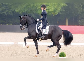 Oldenburger, Hengst, 13 Jahre, 168 cm, Rappe