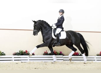 Oldenburger, Hengst, 13 Jahre, 168 cm, Rappe