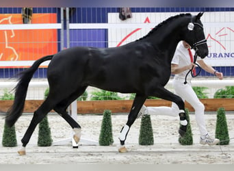 Oldenburg, Stallion, 7 years, 17 hh, Black