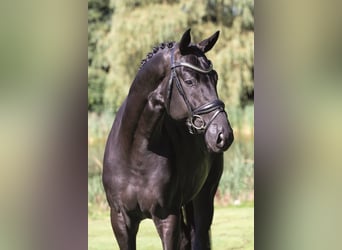 Oldenburg, Stallone, 9 Anni, 173 cm, Morello