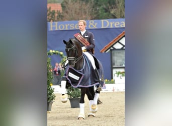 KWPN, Hengst, 25 Jahre, 170 cm, Rappe