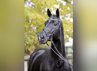 KWPN, Stallion, 24 years, 16.2 hh, Black