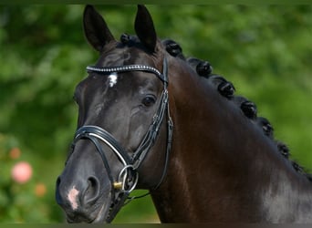 KWPN, Stallone, 26 Anni, 170 cm, Morello