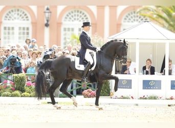 KWPN, Stallone, 26 Anni, 170 cm, Morello