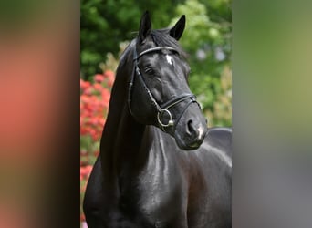 KWPN, Stallone, 26 Anni, 170 cm, Morello