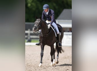 KWPN, Stallone, 26 Anni, 170 cm, Morello