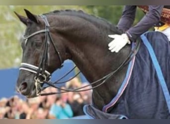 KWPN, Stallone, 26 Anni, 170 cm, Morello