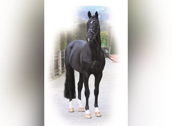 KWPN, Stallone, 26 Anni, 170 cm, Morello