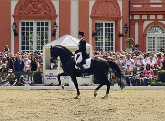 KWPN, Stallone, 26 Anni, 170 cm, Morello