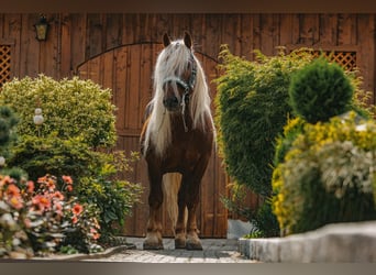 Trait allemand du Sud, Étalon, 11 Ans, 160 cm, Alezan brûlé
