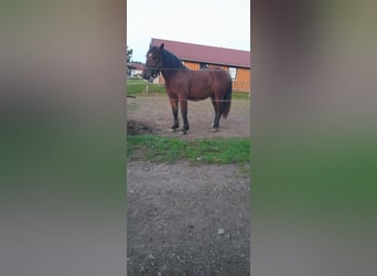 Trait allemand du Sud, Étalon, 2 Ans, 163 cm, Bai