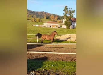 Trait allemand du Sud, Étalon, 2 Ans, 163 cm, Bai