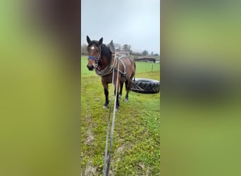 Trait allemand du Sud, Étalon, 2 Ans, 163 cm, Bai
