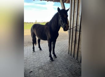 Trait allemand du Sud, Étalon, 2 Ans, 164 cm, Noir