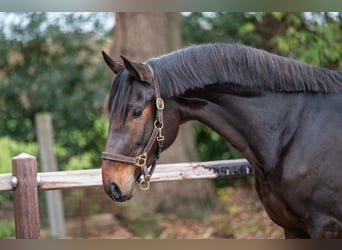 Trait allemand du Sud, Étalon, 2 Ans, 168 cm, Bai